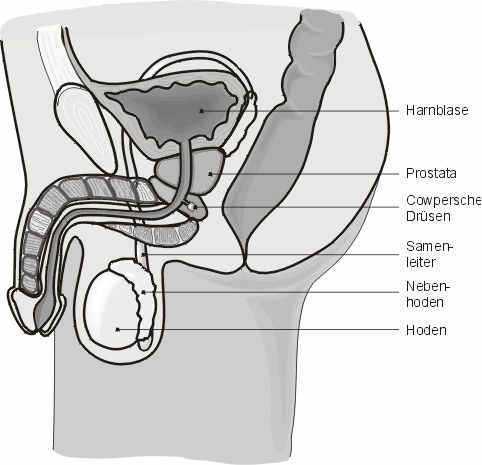 Querschnitt männliche Sexualorgane