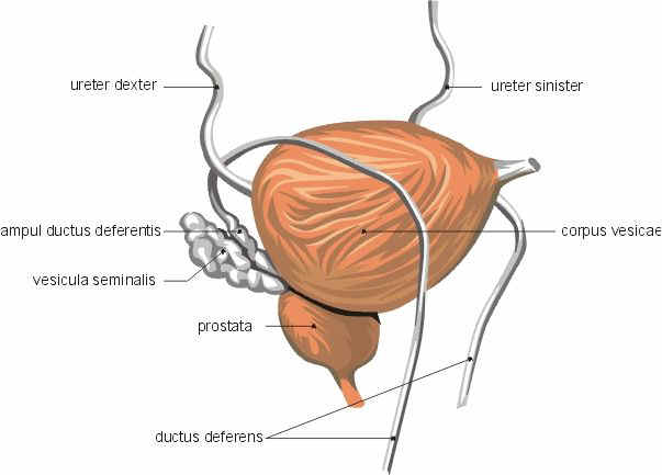 Detaildarstellung von Harnblase, Prostata und Samenleitern