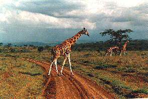 Giraffen haben Vorfahrt. Giraffes have right of way.