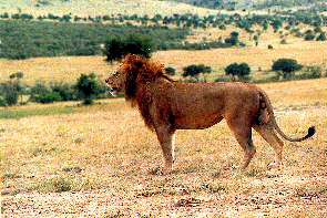 Der Knig der Lwen. The lion king.