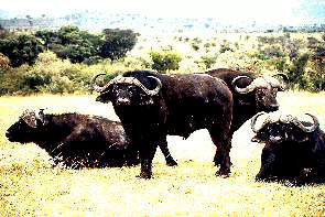 Eine wachsame Bffelherde. A watchful herd of buffalos.