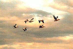 Pelikane fliegen hinaus auf das Meer. Pelicans flying out to sea.