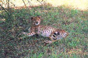 Ein Gepard ruht sich im Schatten aus. A cheetah resting in the shade.