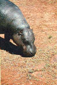 Ein Zwergflupferd. A pygmy hippo.