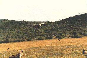 Ein Schmutzgeier fliegt zur Beute. A vulture homing in on a carcass.